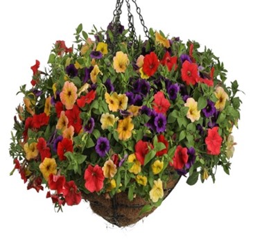 Plant.Create.Grow with Sahara Garden Art - Spring Moss Hanging Basket