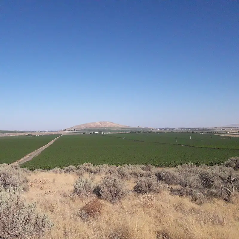 Goose Gap Vineyard