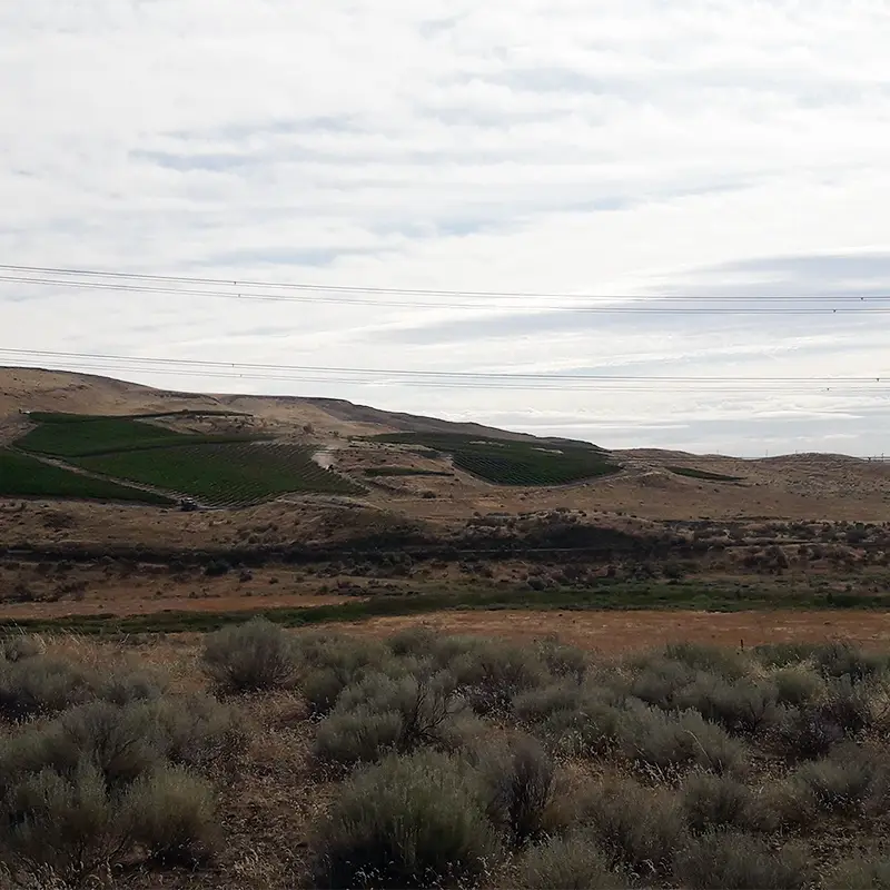 Horse Heaven Hills Vineyard