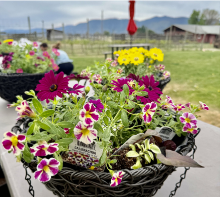 Flowering Hanging Basket and Wine